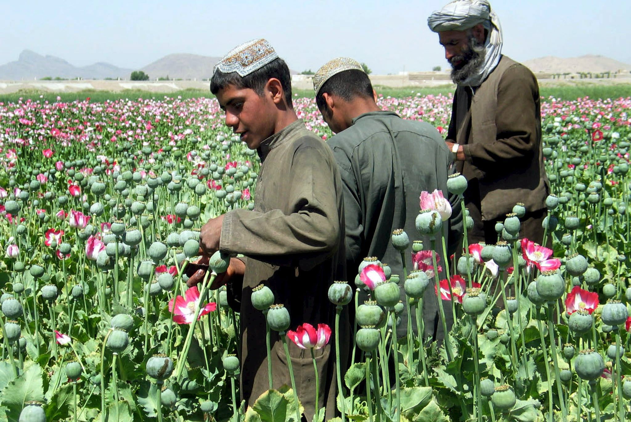 Таджик принес цветы. Афганистан маковые плантации. Опиумный Мак героин Афганистане. Плантации опиумного мака в Афганистане. Мак и опиум в Афганистане.